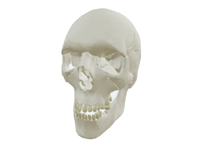 Cranial Bones