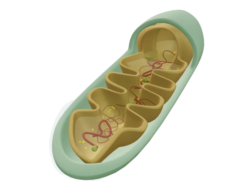 Mitochondrion Structure